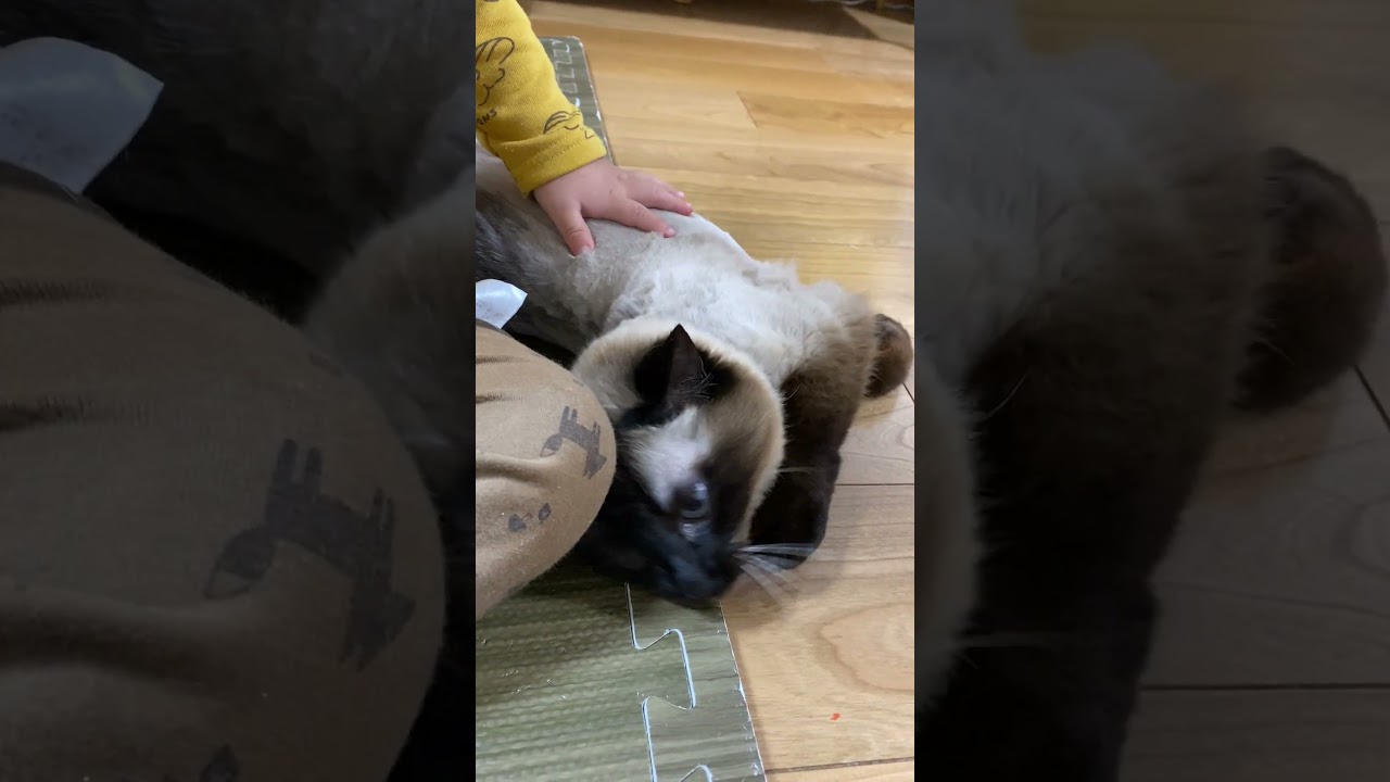 【2023.05.04】今日のシャム猫のふくさん（音無し）【たぬき猫】 #shorts 激しくすり寄るふくさん