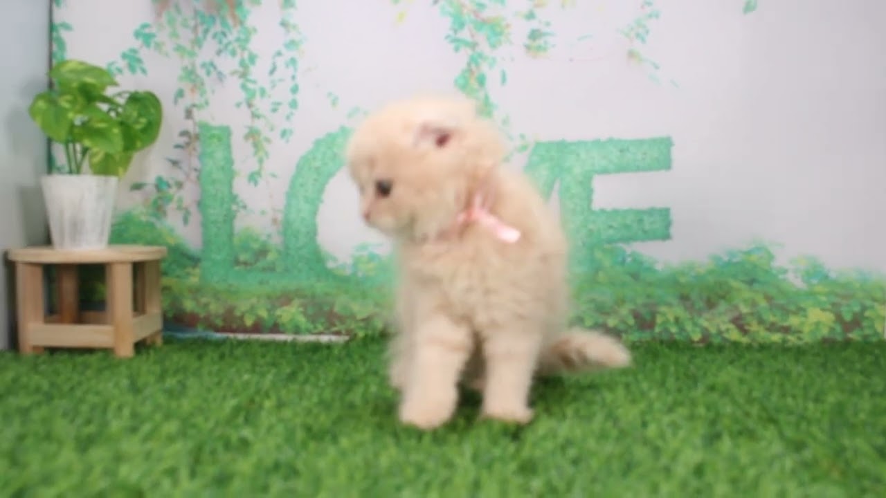 Coo&RIKU　No628299　スコティッシュフォールド