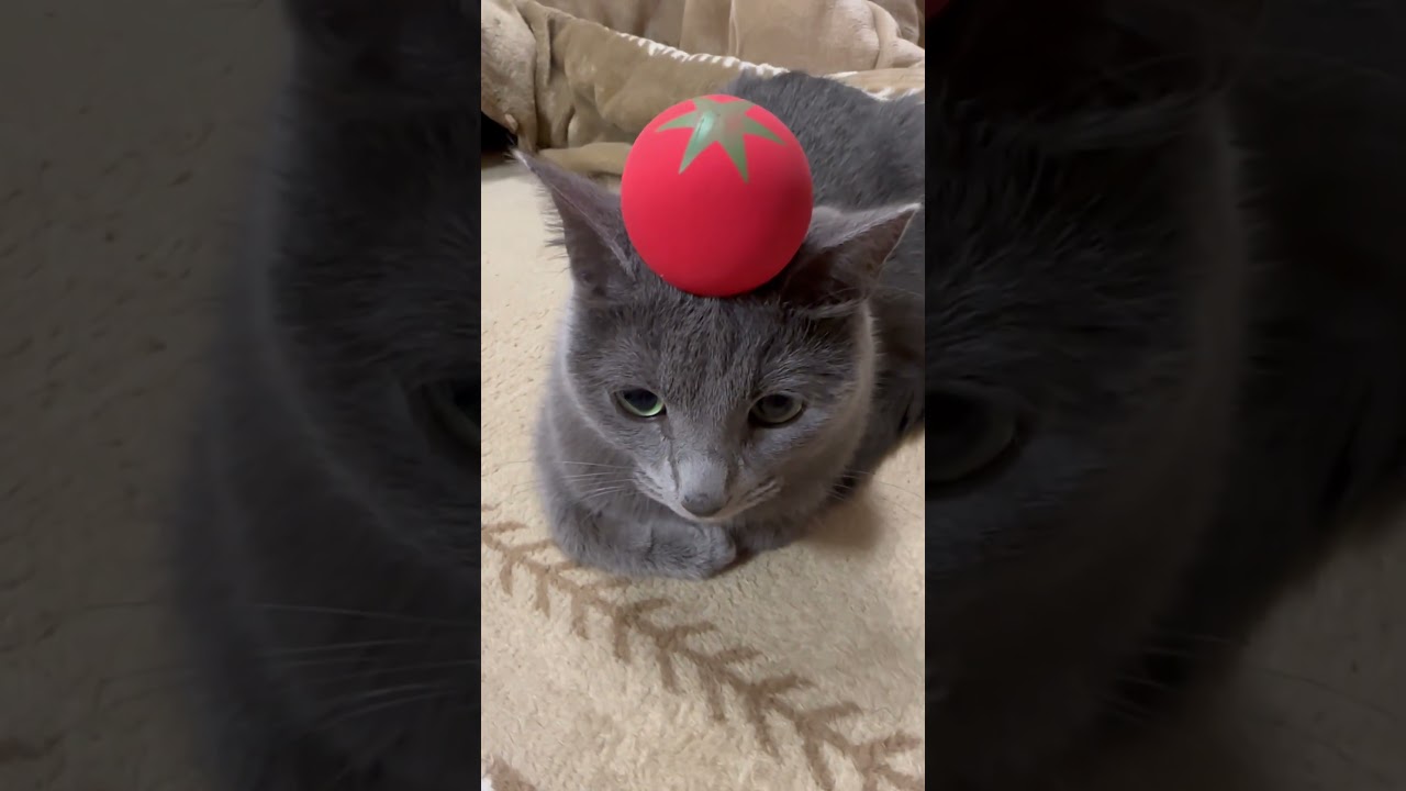食べちゃいたい！きゃわいい🧡トマト猫（ロシアンブルー）#shorts