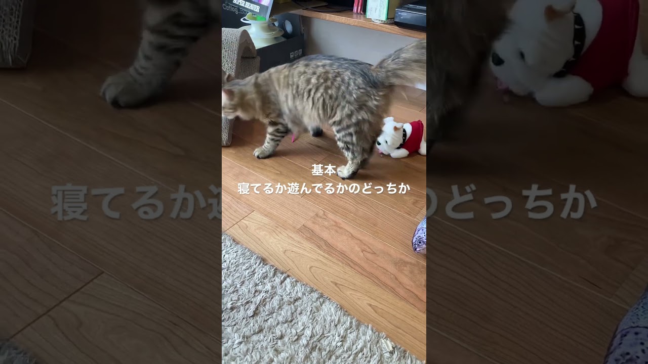 新入り紹介！　#こむぎ #ベンガル #ベンガル猫 #がんも #アメリカンカール