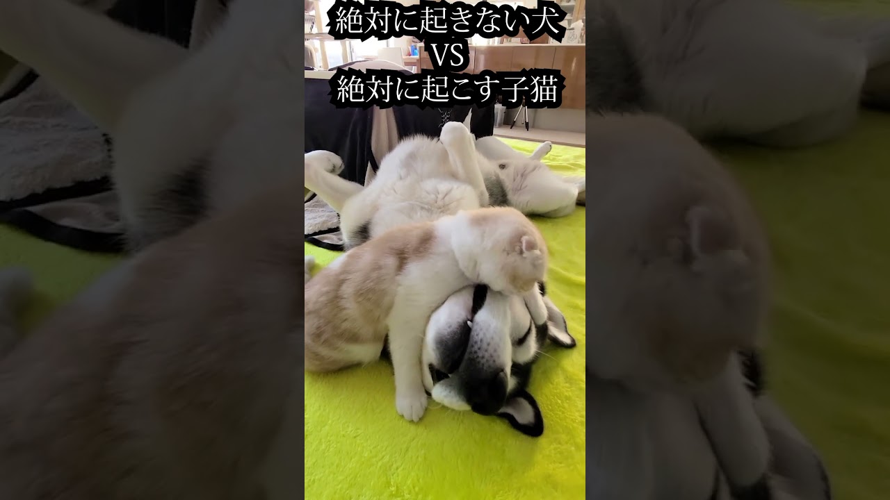 絶対に起きない犬 VS 絶対に起こす子猫...