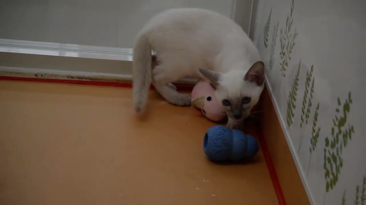 トンキニーズ　男の子　　2022/5/19撮影