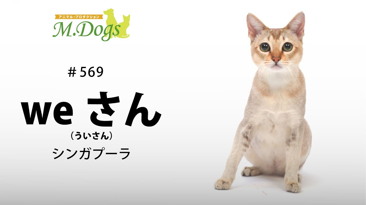 ペットモデル #569 シンガプーラ「weさん」