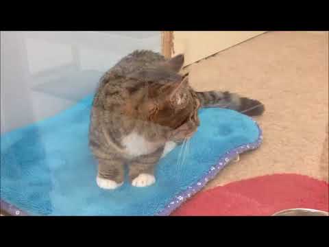 ペットプラザめいのはま店　キンカロー　293665