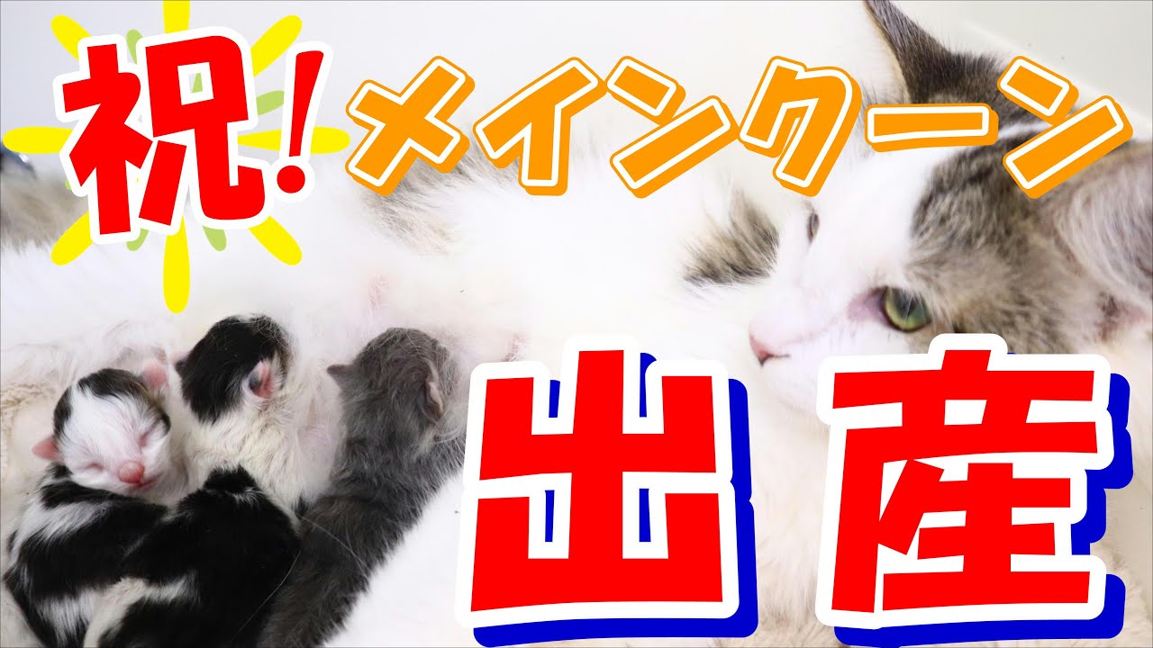 【命の誕生】お母さんに激似！！メインクーンブリーダーの日々の楽しすぎるお仕事をご紹介！