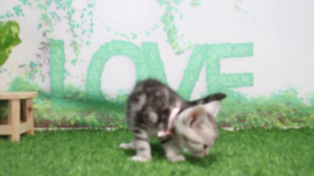 Coo&RIKU　No629977　アメリカンショートヘアー