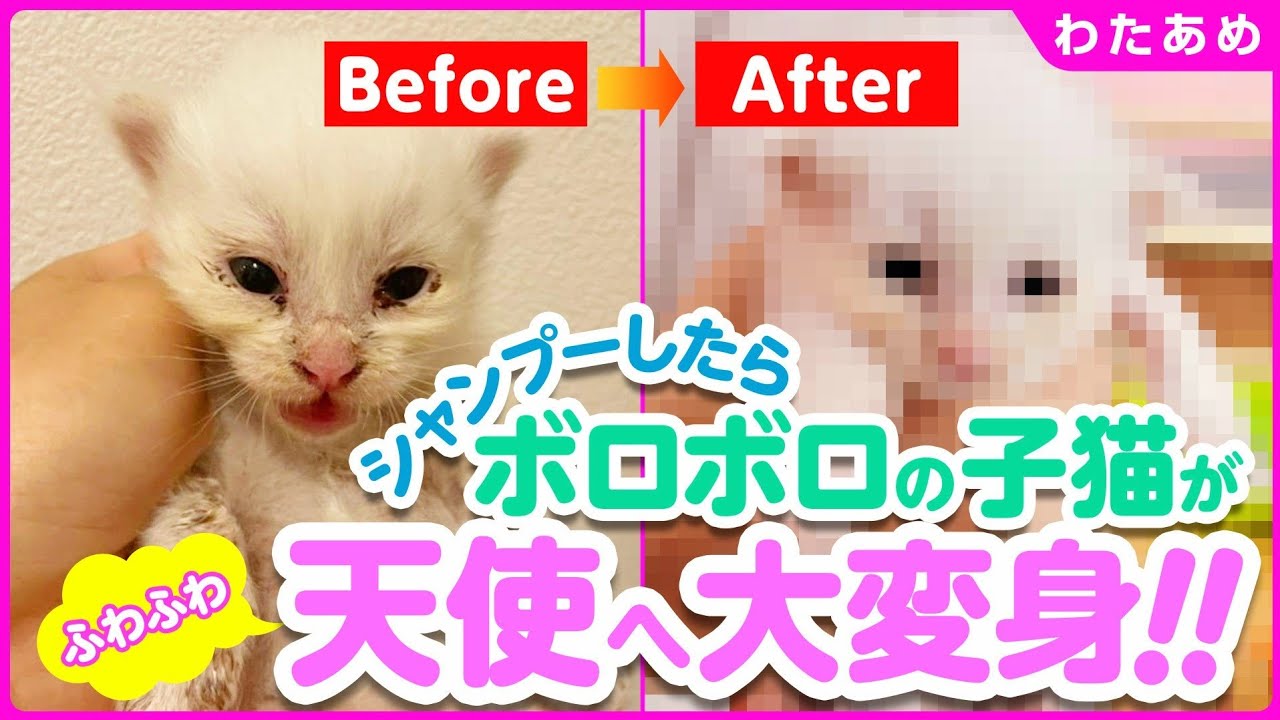 【子猫保護】ノミだらけの子猫をシャンプーしたら、フワフワの天使になりました【わたあめ③】