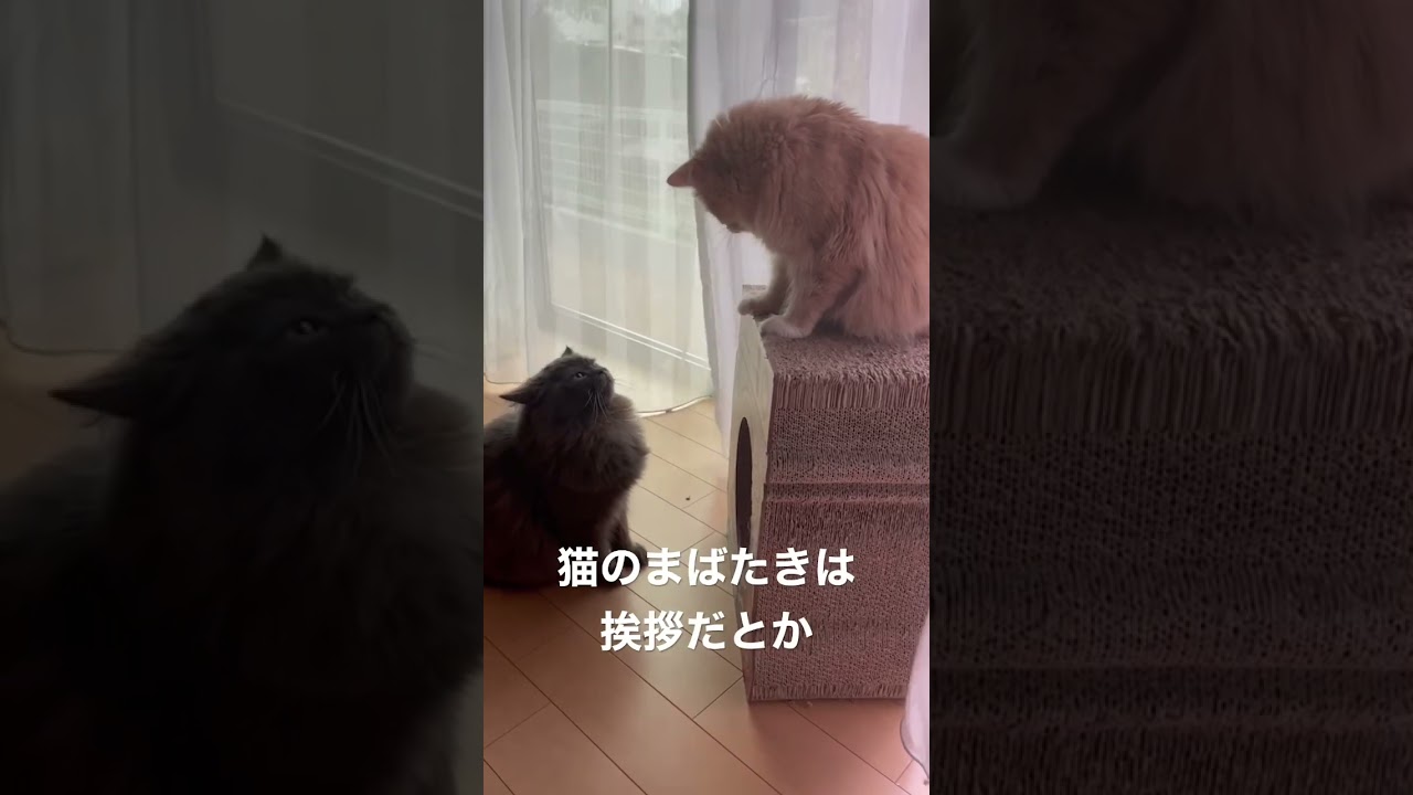 喧嘩の末大惨事に！？ #猫のいる暮らし #ラガマフィン #猫動画