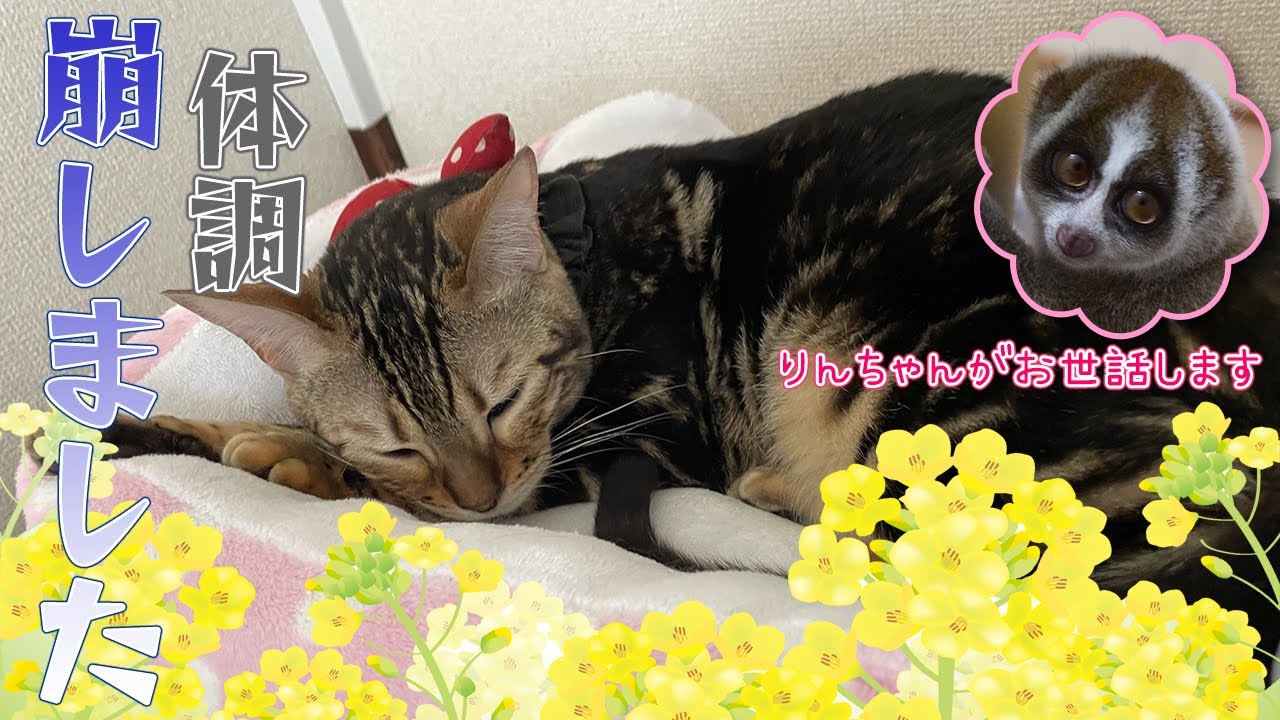体調を崩したもなか（ベンガル猫）【友情出演：スローロリスこじ＆りん】