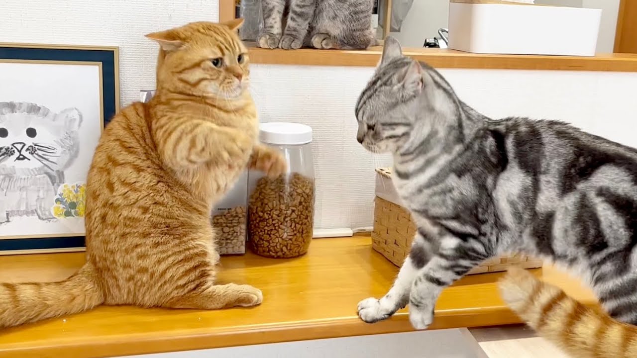 マンチカンのパンチは決して当たらないが勝つ日もある。