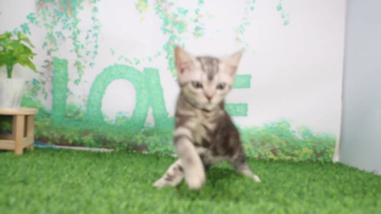 Coo&RIKU　No627428　アメリカンショートヘアー