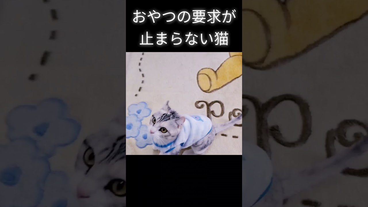 おやつの要求が止まらない猫  #S19