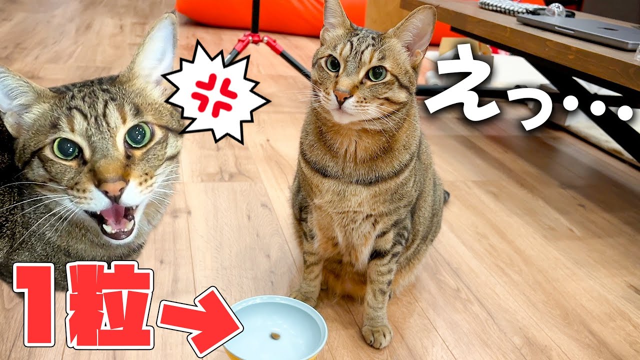 お腹がぺこぺこで限界な猫たちに１粒しかご飯をあげなかったらwwww