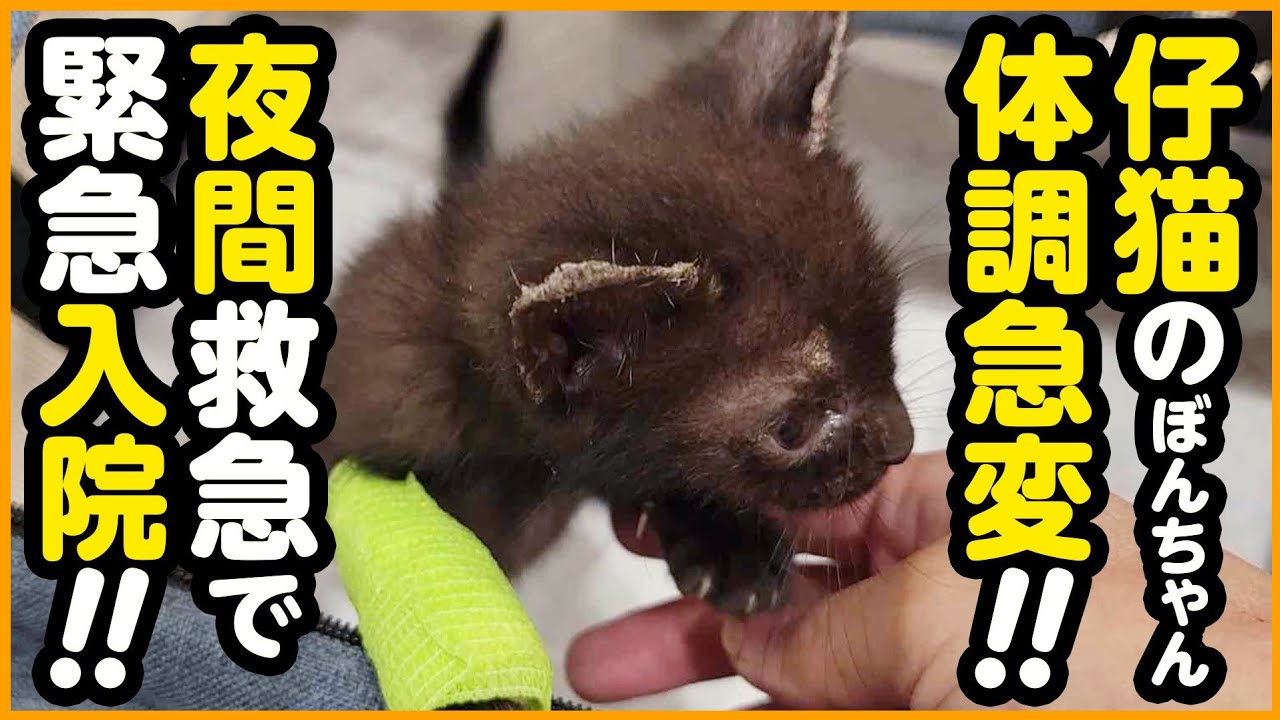 【緊急入院】生後1ヵ月の子猫の体調が急変！夜間救急へ緊急入院しました...