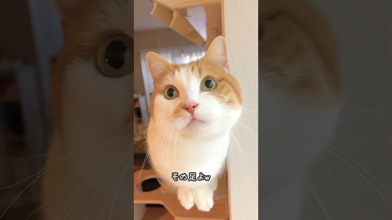 可愛さ増し増しの法則【短足マンチカン】