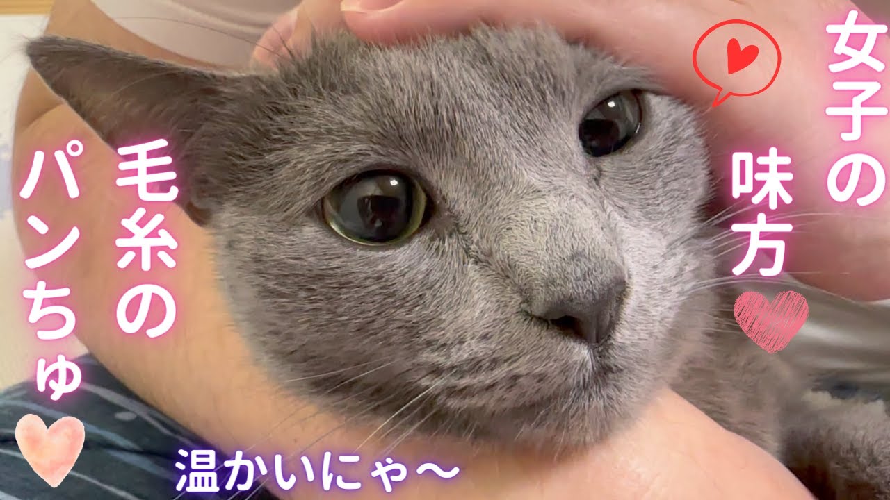 毛糸のパンちゅ🧡を履いた可愛すぎる猫（ロシアンブルー）