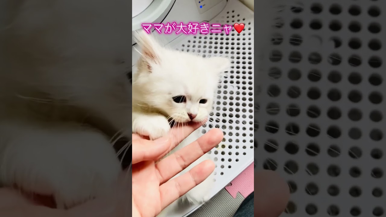 人なつこいサイベリアン子猫 #サイベリアン #ネヴァマスカレード #子猫 #サイベリアン子猫