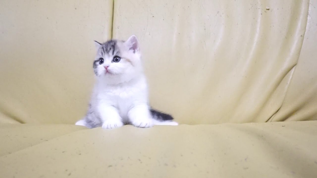 セルカークレックス子猫　2020.2.13産まれ　ブラウンパッチドタビー&ホワイト　女の子　シーダキャット猫のお店