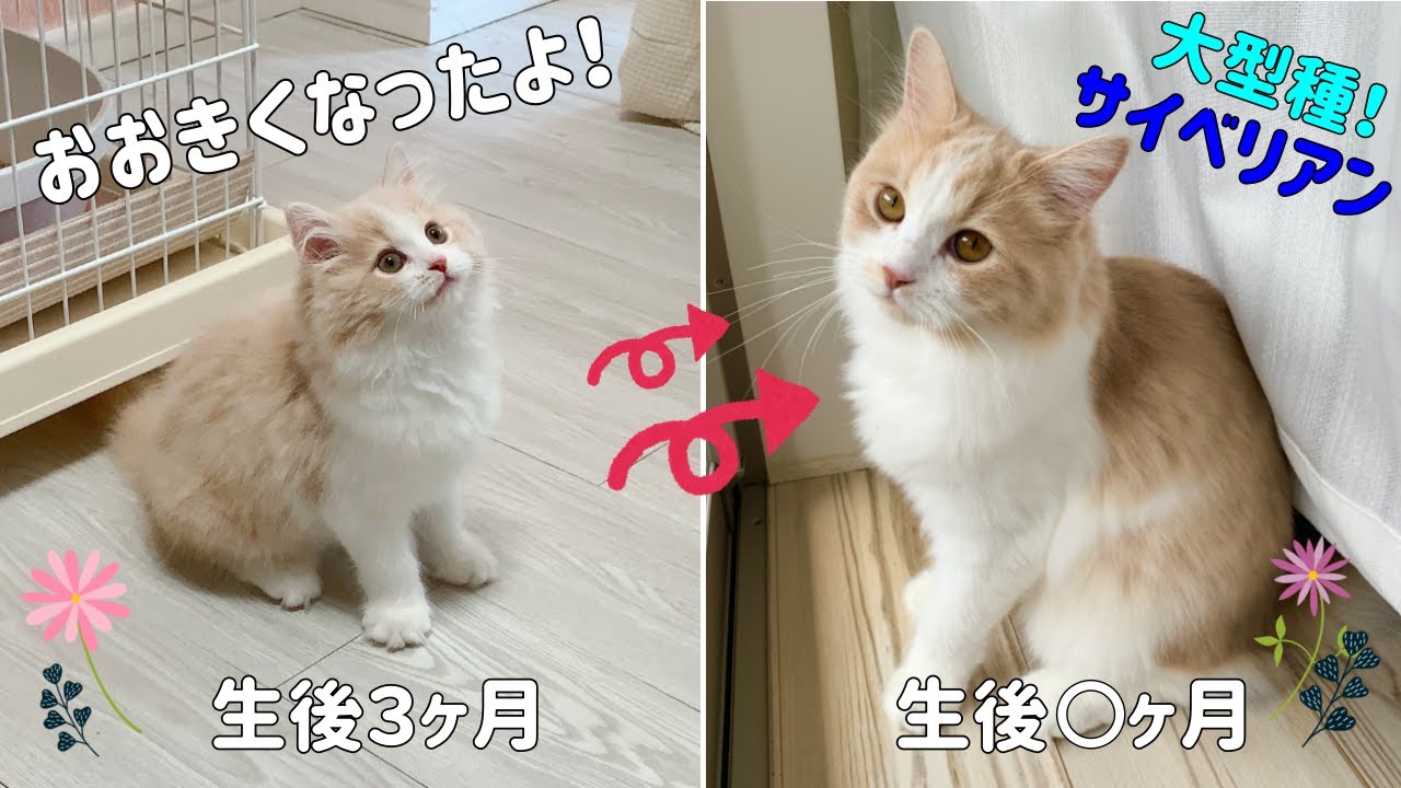 サイベリアン子猫の成長記録♪こんなに大きくなりました！【生後３ヶ月〜７ヶ月】