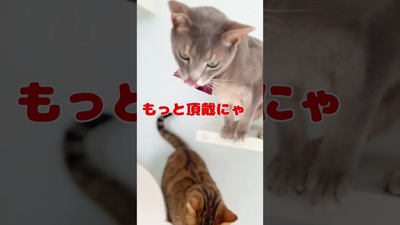 れのんの誕生日☆part２