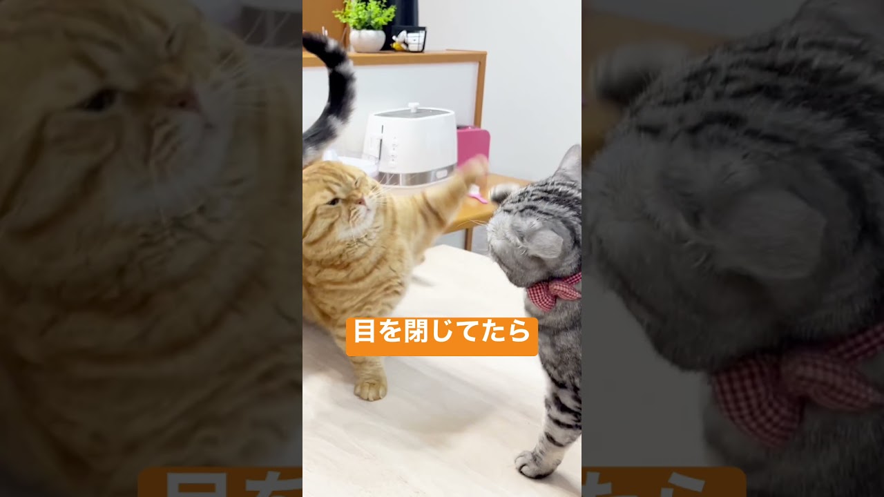 マンチカンのパンチはまぶたを閉じたら更に当たらない #shorts