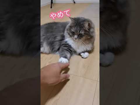 触ろうとするとしっかり拒否してくる猫【サイベリアンのラフィ】#Shorts