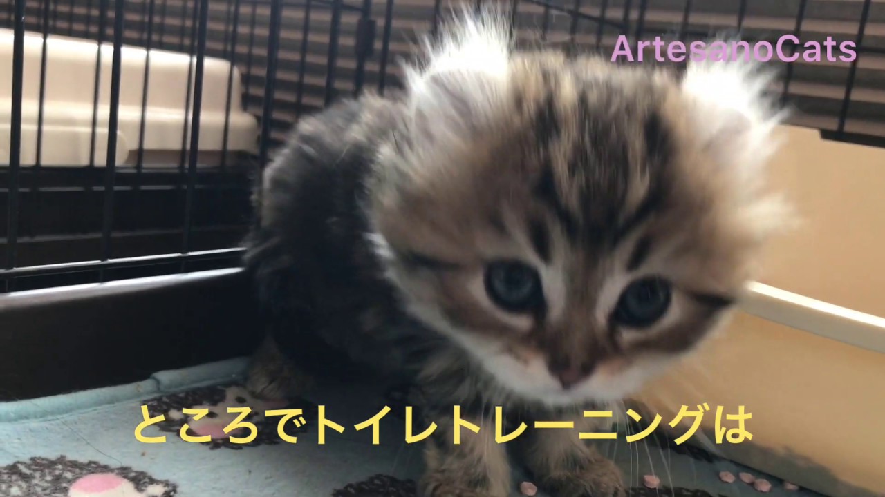 キンカロー(マンチカン×アメリカンカール) 子猫 初めてのネズミさん
