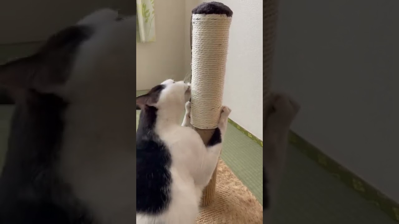 猫の爪研ぎ #日本猫の暮らし#japanesecats#猫のいる暮らし#猫のいる生活#日本猫#Japanesecat#白黒猫#ちょび髭猫#ズラ猫#短尾猫#猫好きさんと繋がりたい