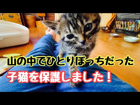 保護した子猫がお母さんのおっぱいが恋しくて探し回ります
