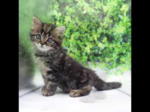 ラガマフィン（ブラウンタビー）の男の子（10/5生まれ）