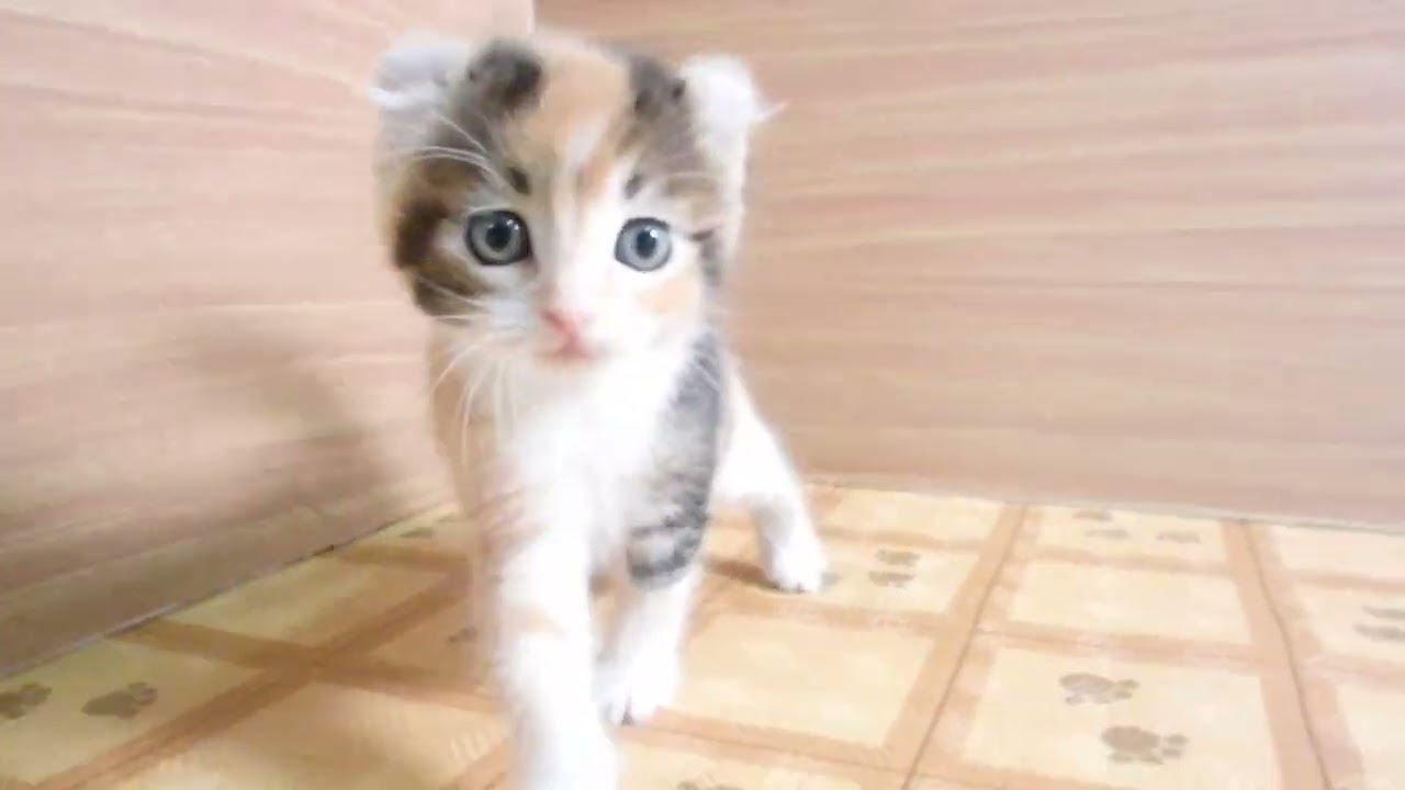 Coo&RIKU　No00631051 アメリカンカール