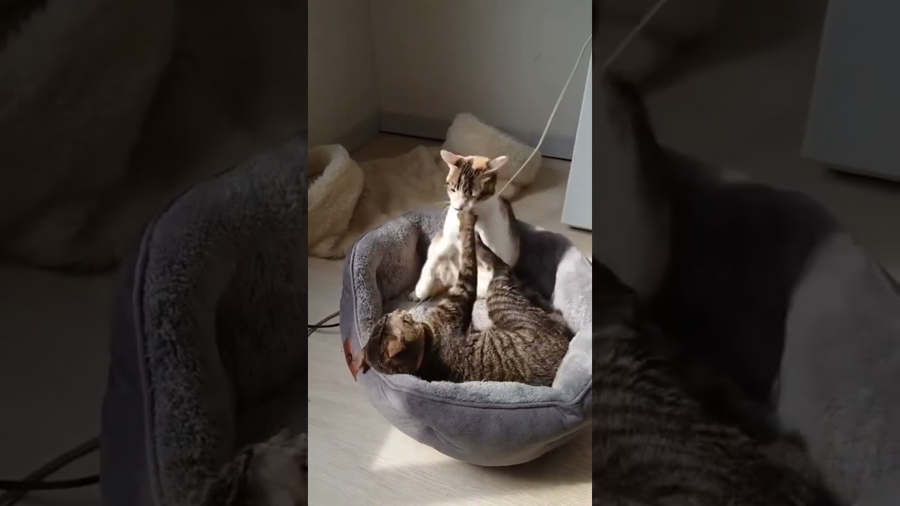 噛む！蹴る！叩く！子猫たちは今日も元気に喧嘩中