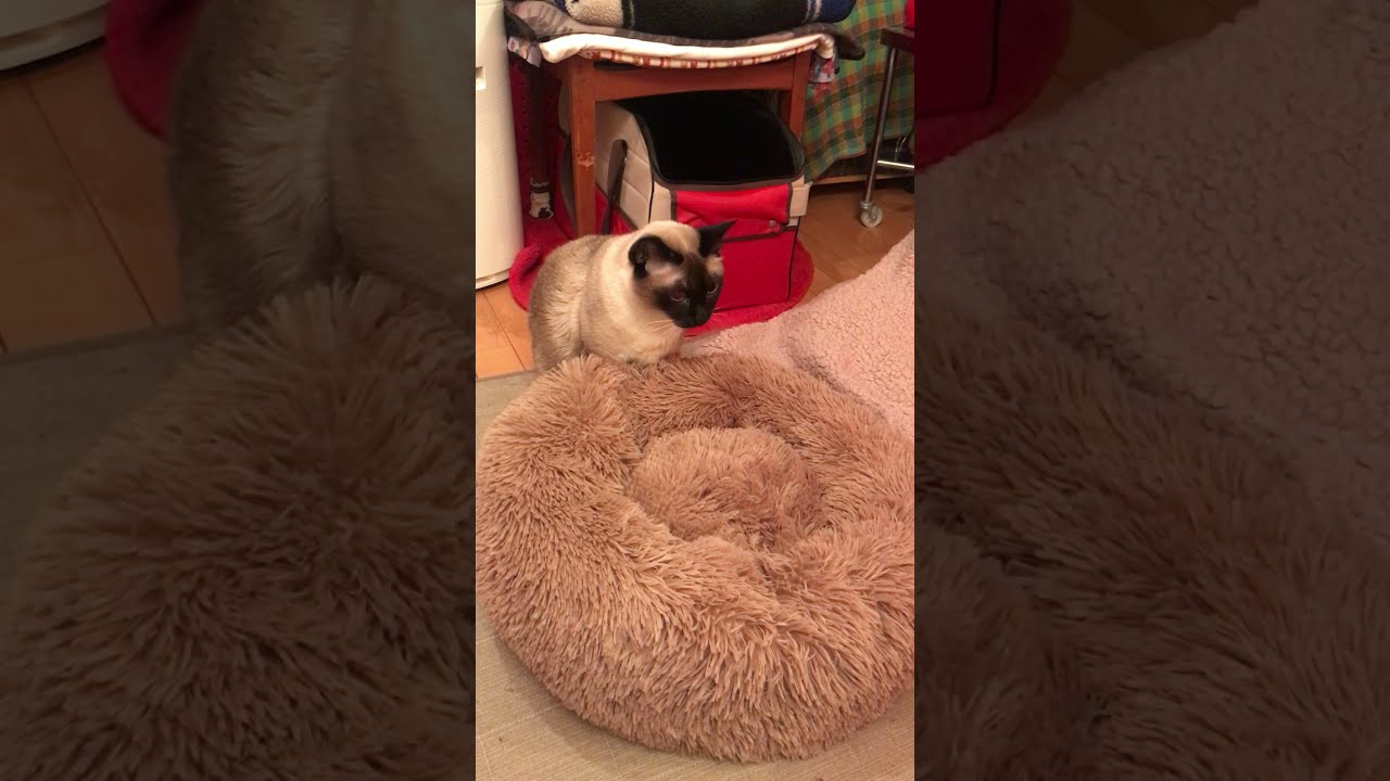 新しいベッドが気に入らないたぬき猫とシンガプーラなのにゃ♪
