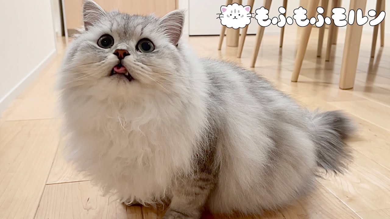 もうすぐ子猫が成猫になるので… 【サイベリアン】