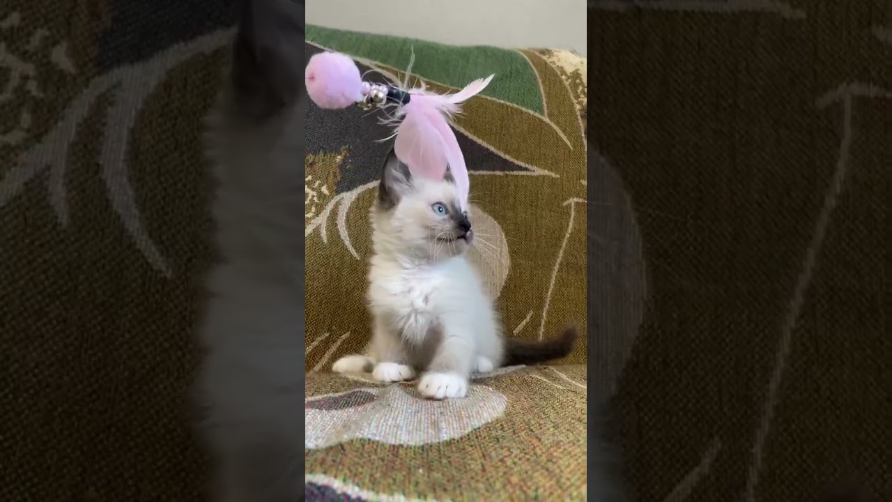 ラグドール 可愛い男の子