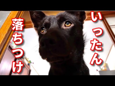 【ご機嫌な子猫と犬の結末がかわいすぎた。】@taipi 【切り抜き】