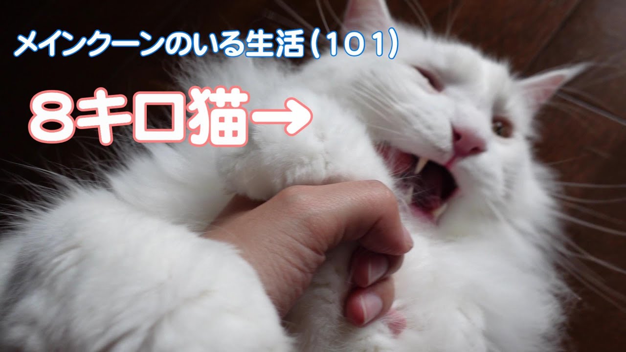 【メインクーンのいる生活101】8キロのデカ猫と遊んでみた
