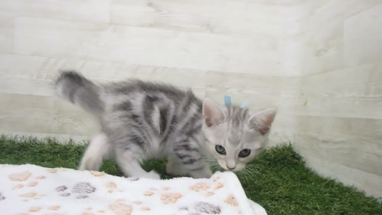 Coo&RIKU　No00630629 アメリカンカール