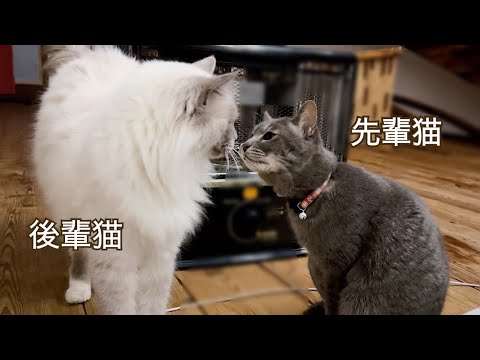先輩猫と後輩猫の距離感に変化が起きました・・。【保護猫ラグドール 編】