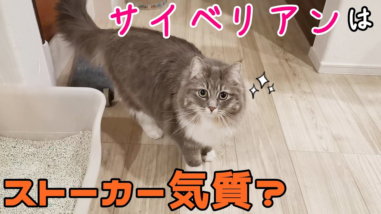 家中どこでも付いてくるサイベリアンは、ストーカー気質かもしれません…【サイベリアンのラフィ#125】