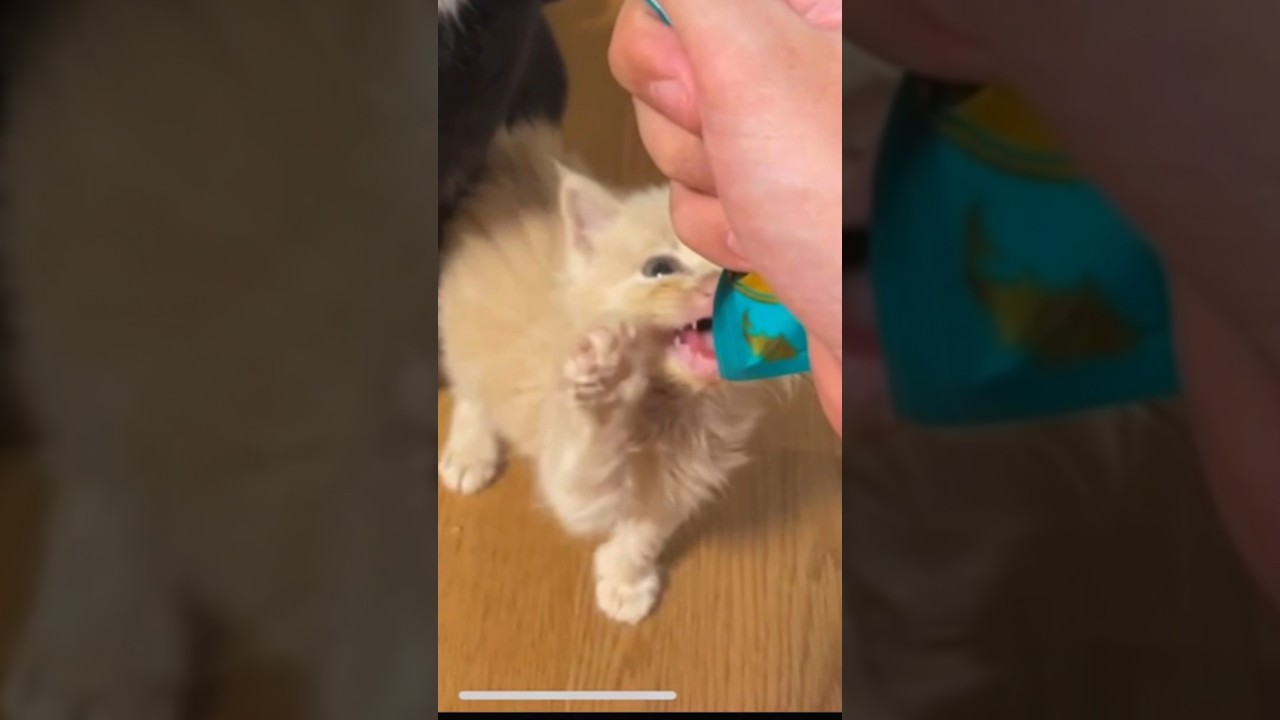 【閲覧注意】最後まで見ないでください…。#子猫 #赤ちゃん #成長日記 #黒猫 #shorts