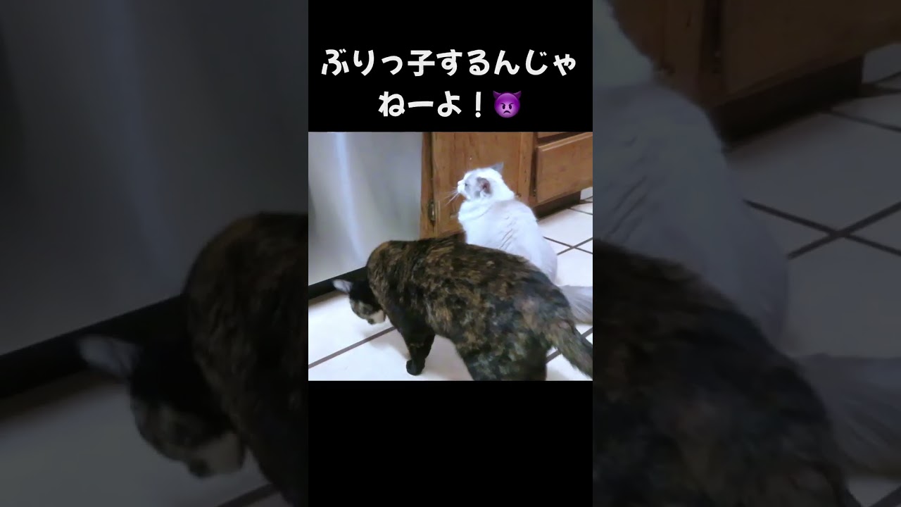 【猫の嫉妬】発情期のラグドールにヤキモチを焼くサビ猫ww #shorts