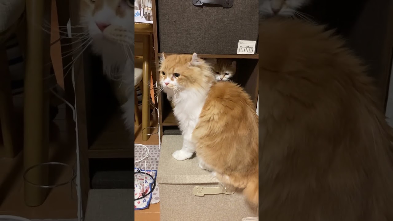 猫パンチの攻防 #shorts  #猫 #アメリカンカール #cat
