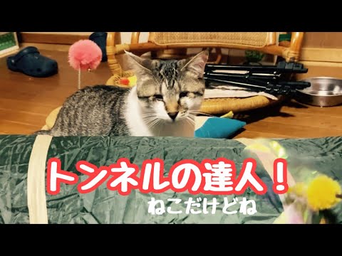 目の不自由な子猫はトンネル遊びが上手です♪朝の猫たち　野良猫のお昼寝