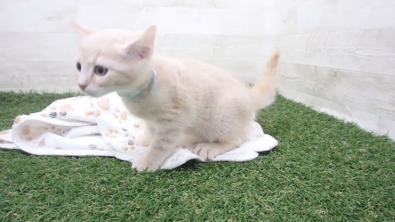 Coo&RIKU　No00630698 アメリカンカール