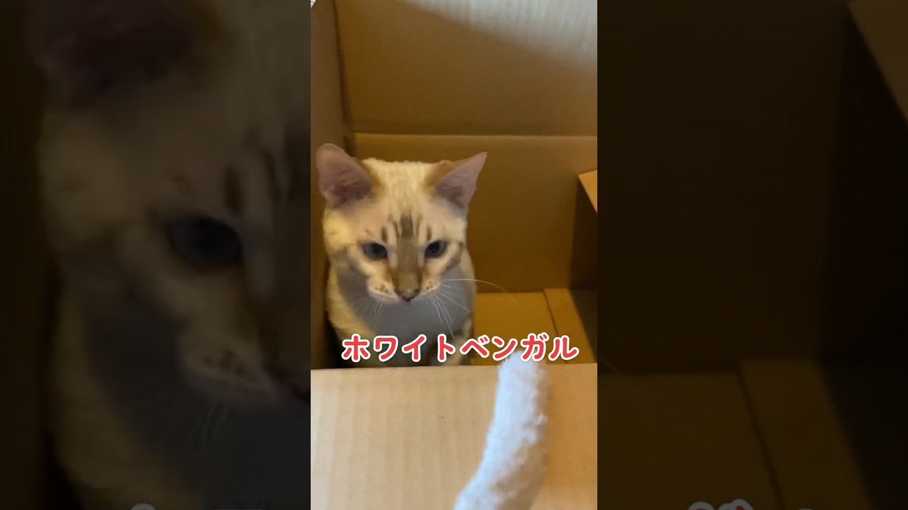 【子猫動画】ホワイトベンガル　生後4ヶ月！　アイドル 　ベンガル猫　ネコ　ねこ　#cat #bengalcat #ベンガル #ベンガル猫 #ベンガル子猫 #子猫 #bengal #猫