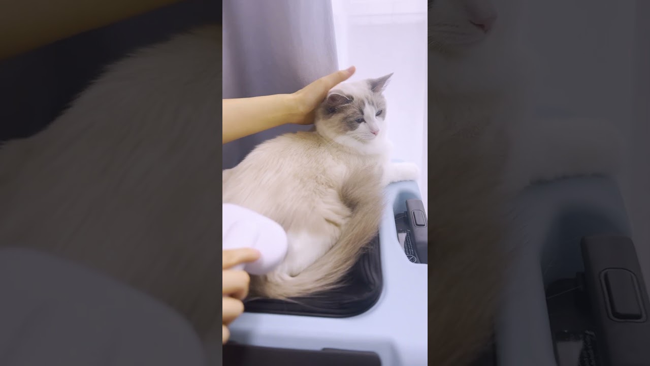 親子で日向ぼっこ#shorts #cat
