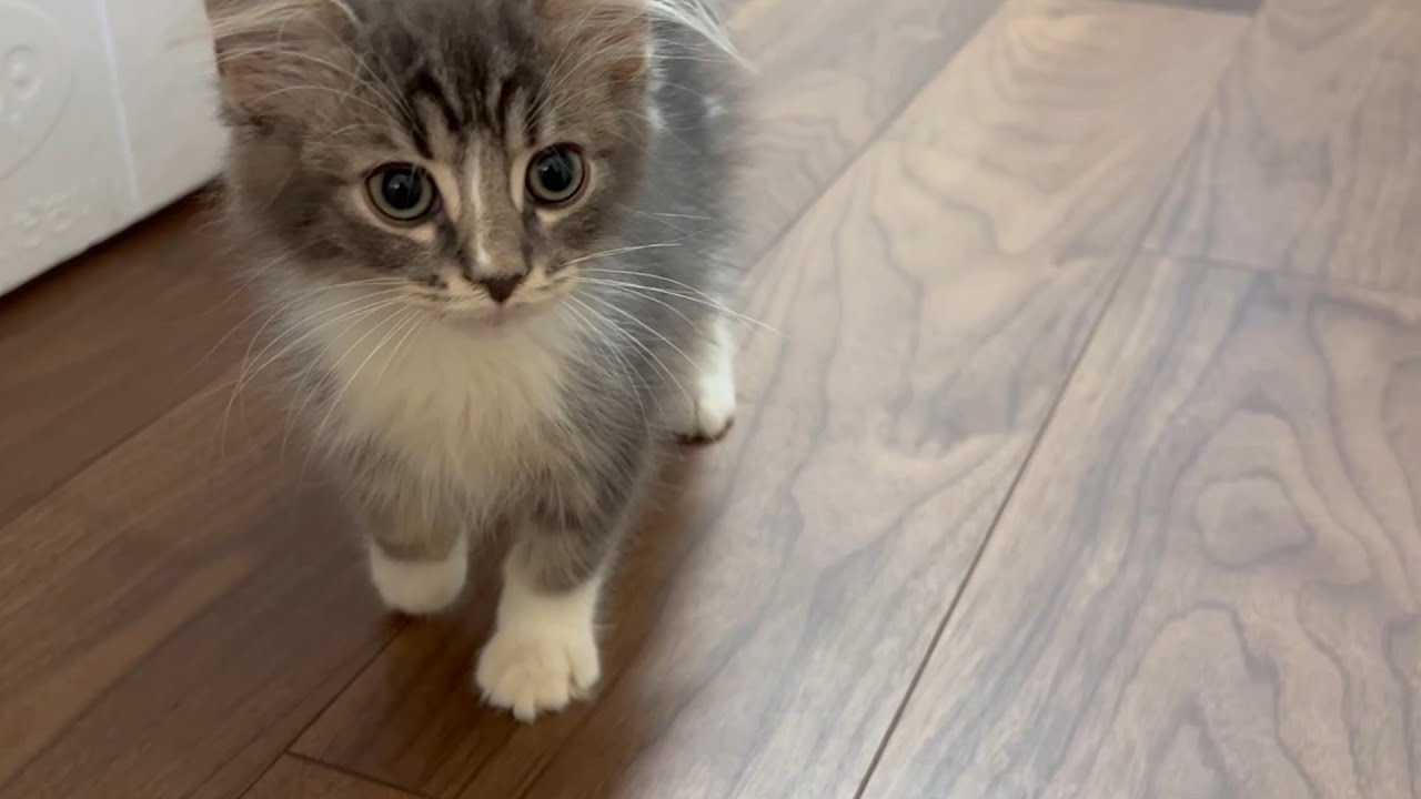 お迎え直後のサイベリアンの子猫がかわいすぎた・・・