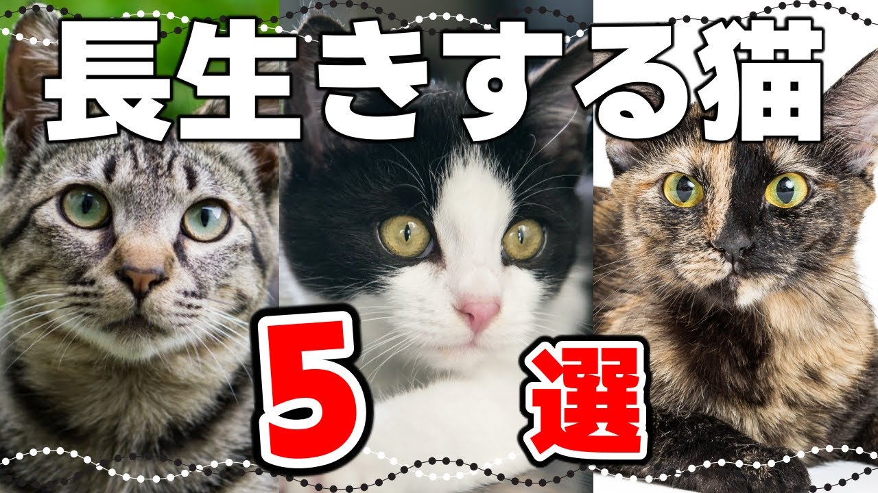 【2023年版｜猫の平均寿命】長寿の猫の柄や特徴！ギネス記録の猫も