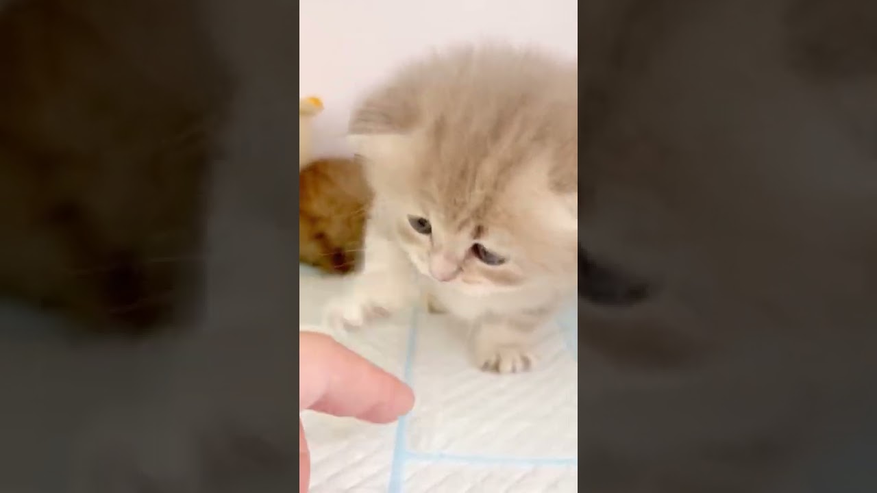 【子猫の成長記録】#shorts #ミヌエット #マンチカン #子猫